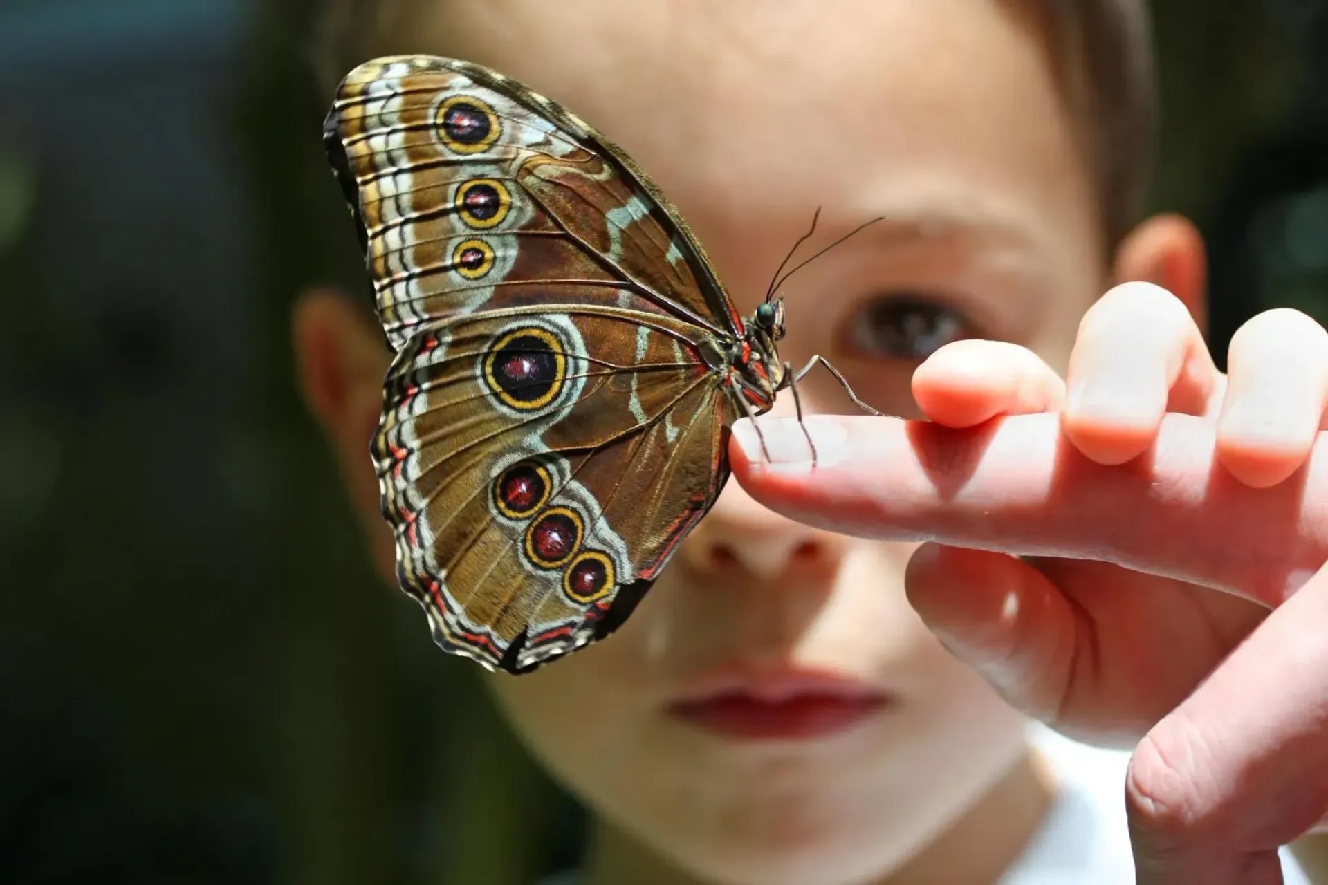 Photographie d'un enfant ayant un papillon posé sur son index